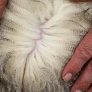 Handgeselecteerde Merinovachten voor Spinnen en Vilten