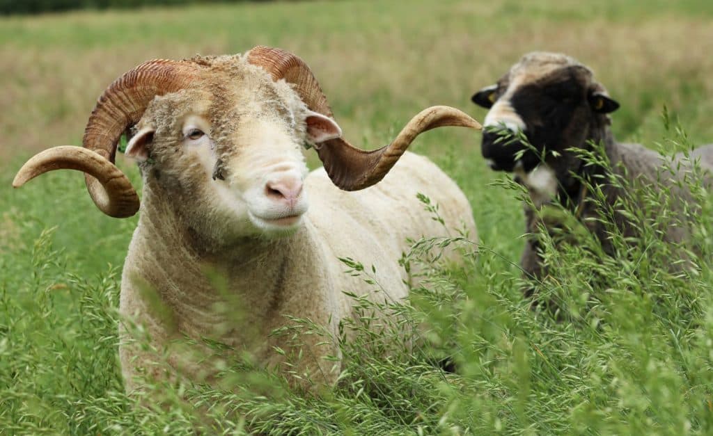 DutchMerino merinoram Eros