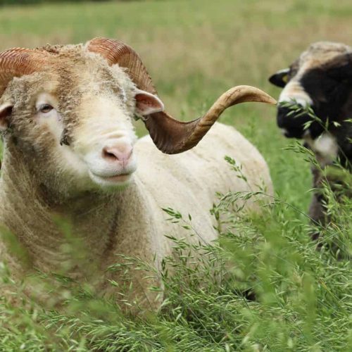 DutchMerino merinoram Eros