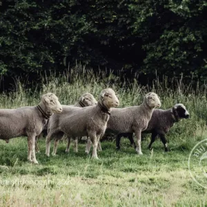 Fokrammen / Sires
