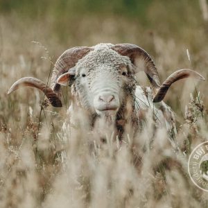 Ansichtkaart Merinoram Eros