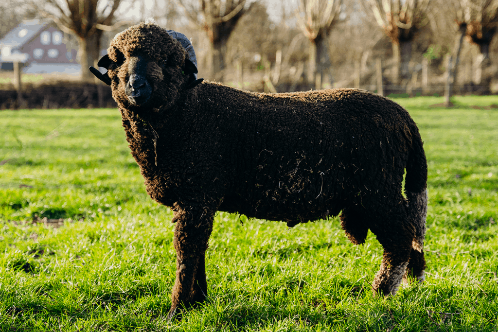 DutchMerino Merinoram Guus