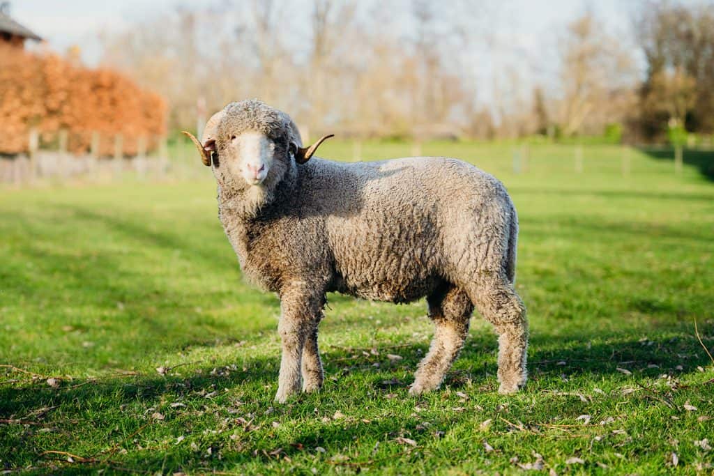 DutchMerino Merinoram Champ