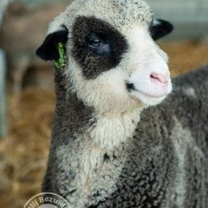 Ansichtkaart Coloured merino lam op stal