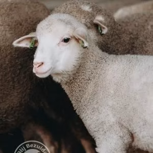 Ansichtkaart lieflijk merinolam