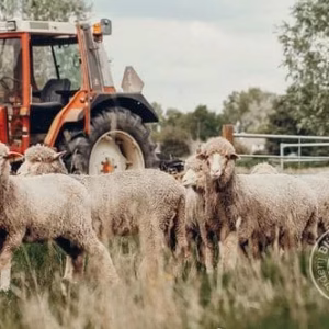 Ansichtkaart koppel ooilammeren met trekker