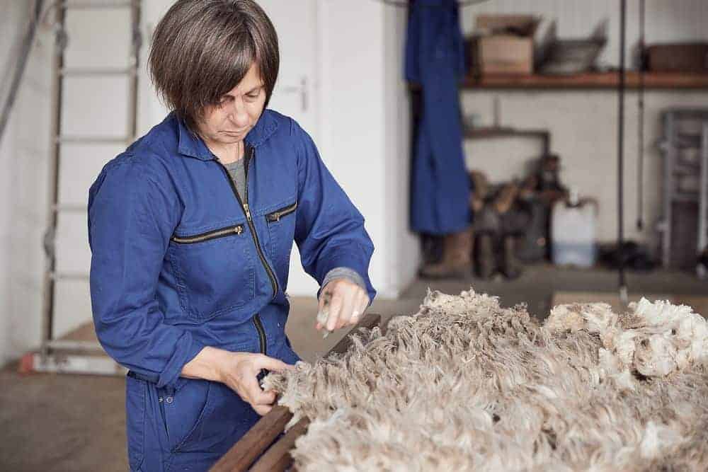 DutchMerino Merinovacht skirten