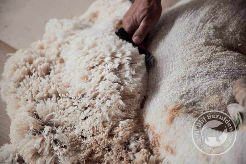 DutchMerino Merinoschapen wolscheren