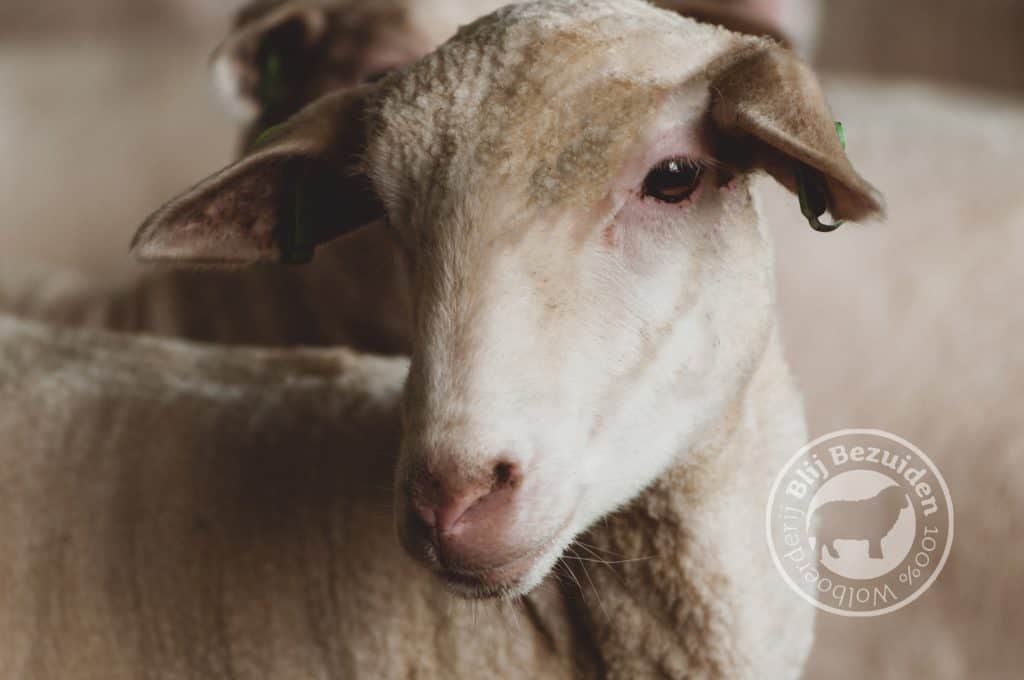 DutchMerino Vers geschoren jong merino schaap