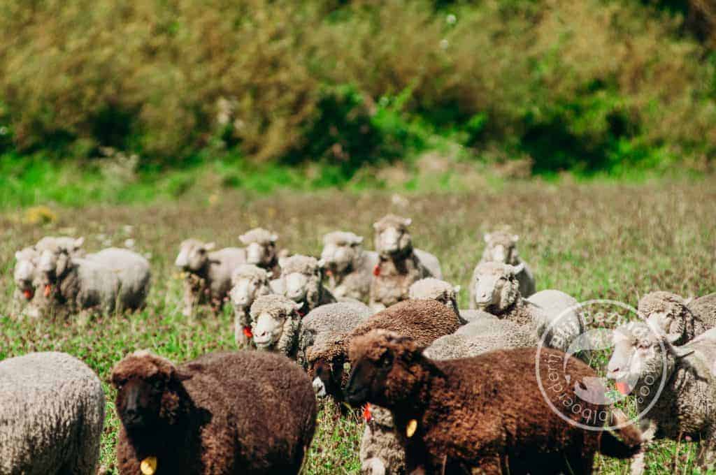 DutchMerino-Merinoschapen in een zomerse weide