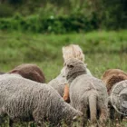 DutchMerino Merinoschapen in een zomerse weide