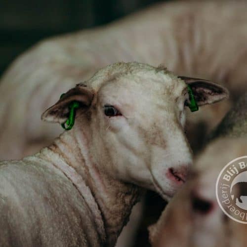 DutchMerino Net geschoren lammeren Wolboerderij Blij Bezuiden