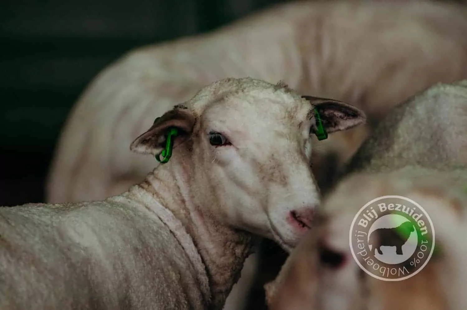 DutchMerino Net geschoren lammeren Wolboerderij Blij Bezuiden
