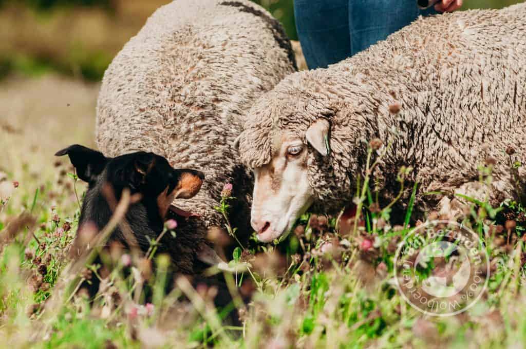 DutchMerino en Australian Kelpie