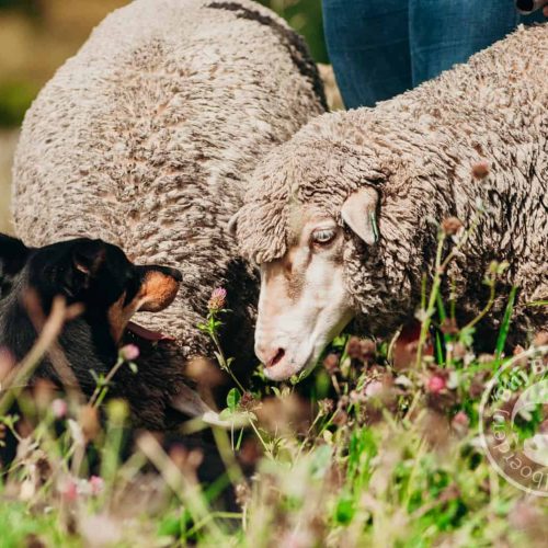 DutchMerino en Australian Kelpie