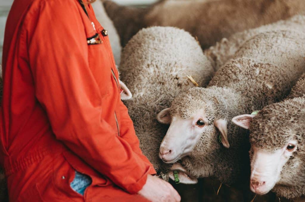 DutchMerino Nieuwsgierige merinolammeren