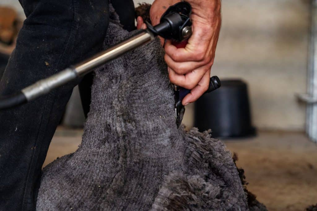 WolboerderijBlij Bezuiden Coloured Merinoschapen scherenl