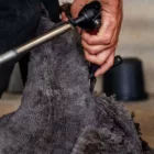 WolboerderijBlij Bezuiden Coloured Merinoschapen scherenl