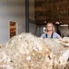 Wolboerderij Blij Bezuiden merinoschapen scheren