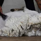 DutchMerino Merinoschapen scheren