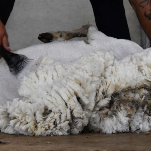 DutchMerino Merinoschapen scheren