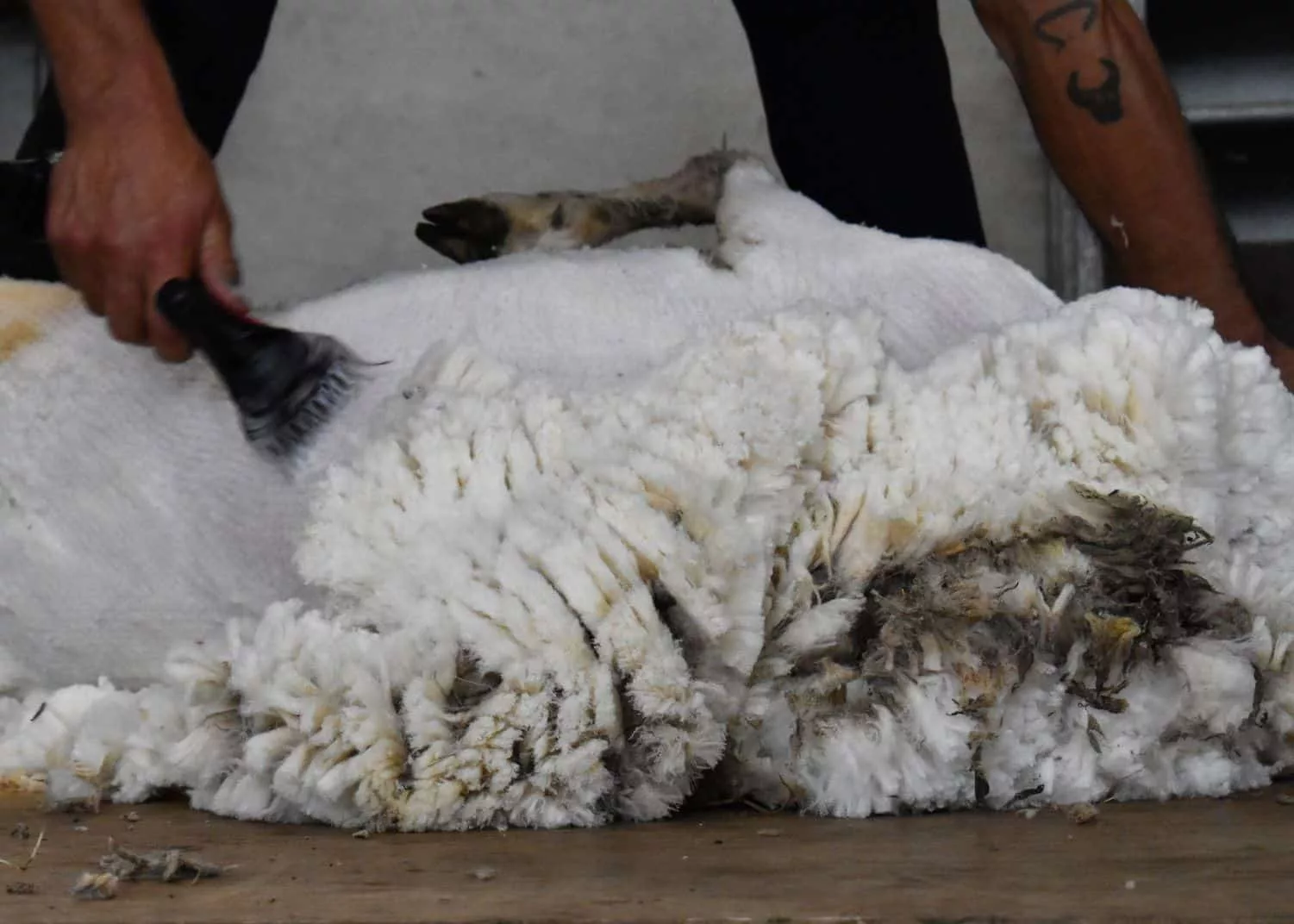DutchMerino Merinoschapen scheren