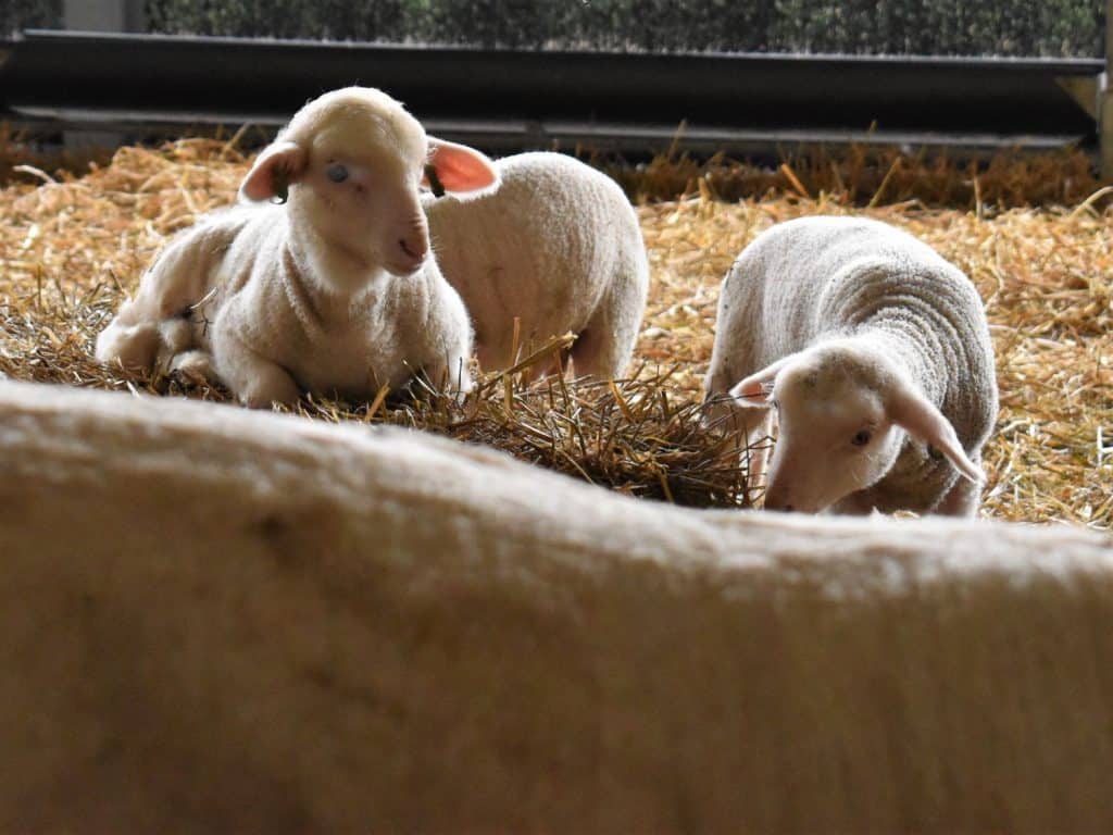 DutchMerino Merinolammeren