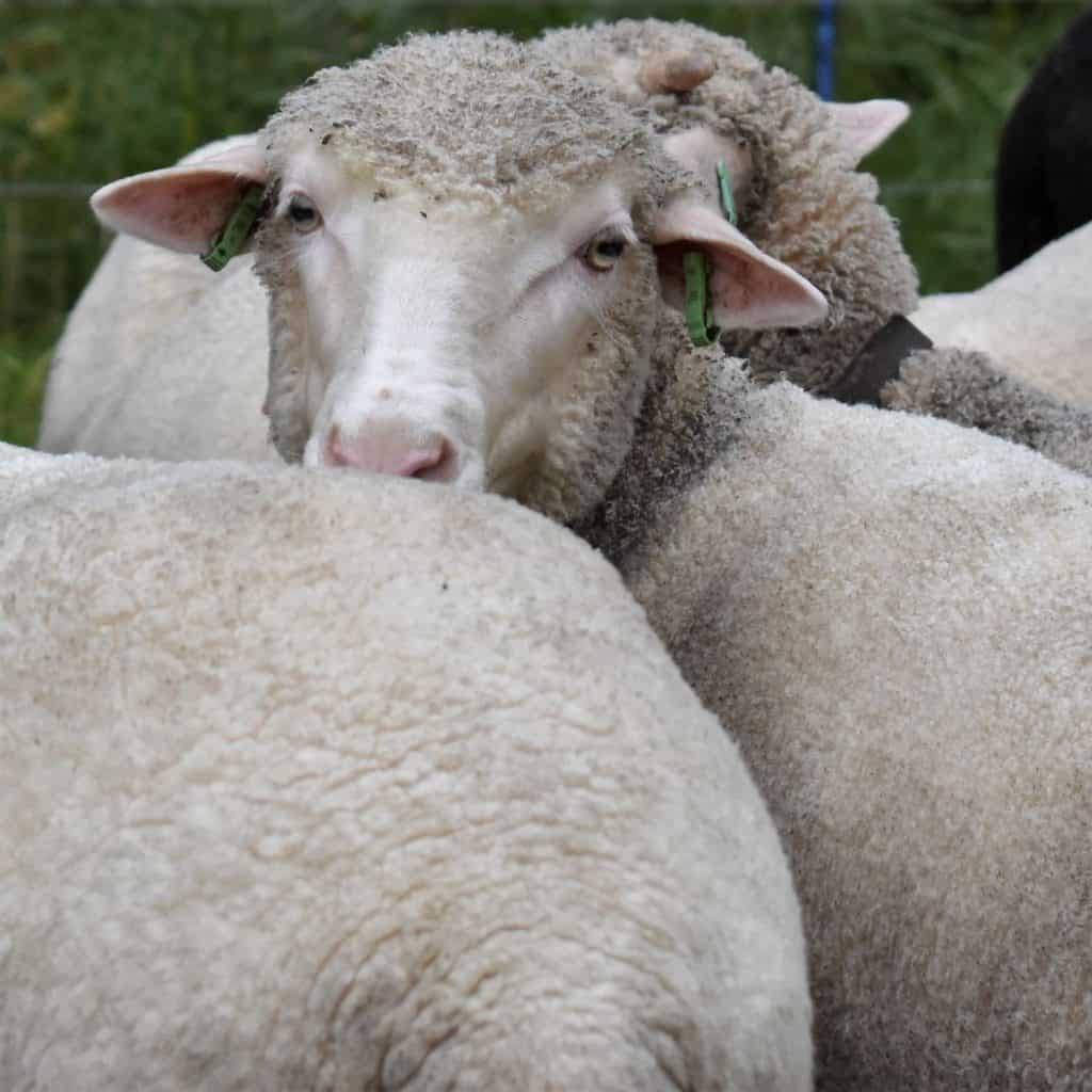 DutchMerino Merinoschaap