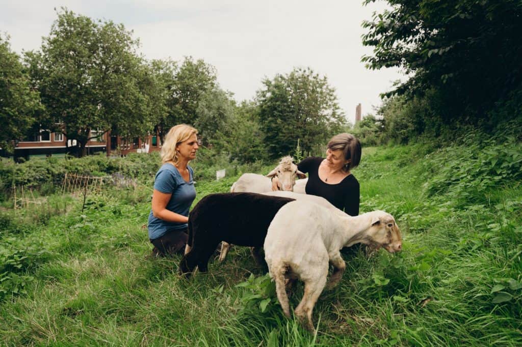 DakparkRotterdam-WolboerderijBlijBezuiden-MinistryofKnits