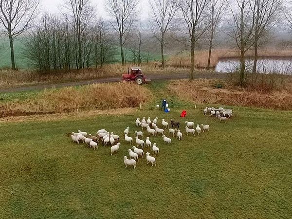 Dronebeeld Merinoschapen van Wolboerderij Blij Bezuiden