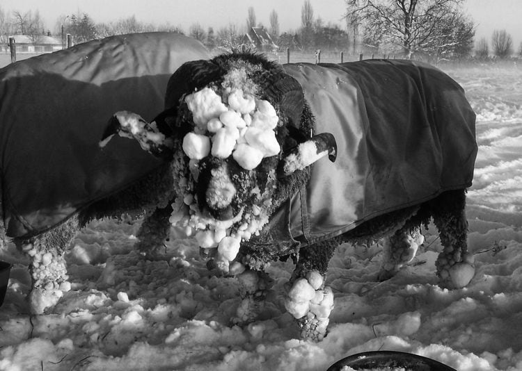 DutchMerino: 2 ply 'De Bruine' undyed 16/2 - Afbeelding 6