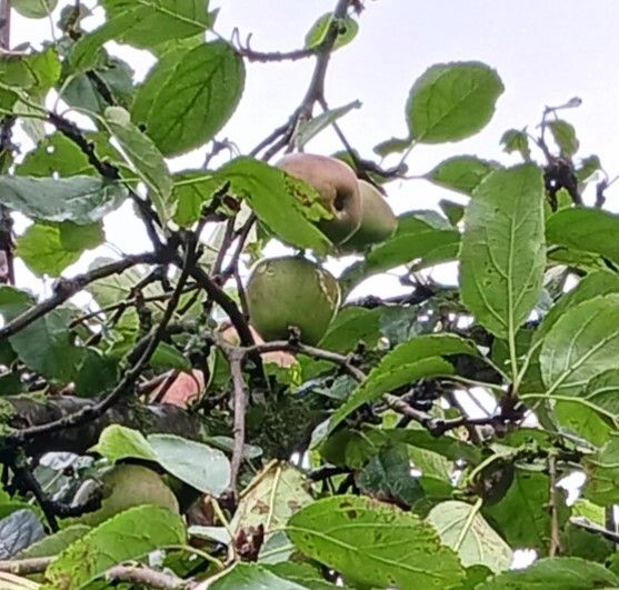 Appelsap van eigen hoogstamfruitboomgaard: een heerlijk en puur product - Afbeelding 4
