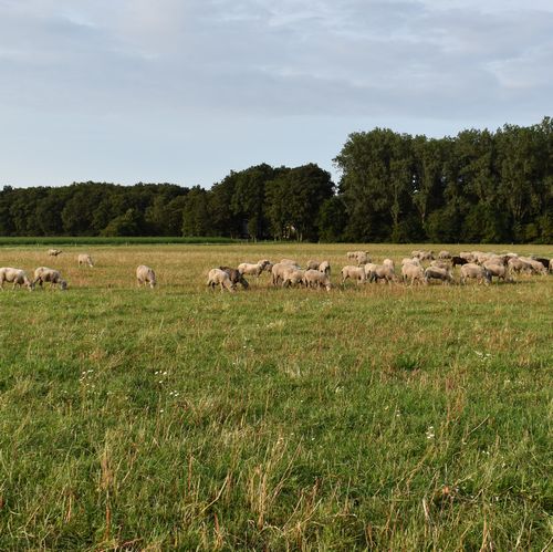 DutchMerino: 6 ply ‘Joke’ undyed (16/6) - Afbeelding 3