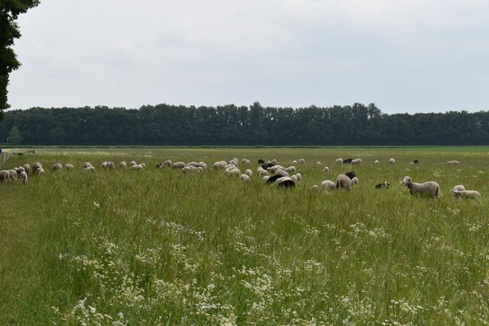Ticket: Weidewandeling & Lammetjes kijken (14 maart) - Afbeelding 3
