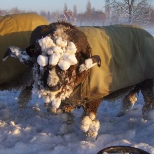 Ticket: Midwinterwandeling naar de schapen