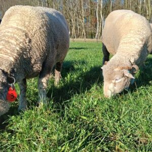 Ticket: Weidewandeling & Lammetjes kijken (14 maart)