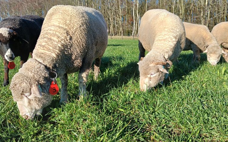 Ticket: Weidewandeling & Lammetjes kijken (14 maart)