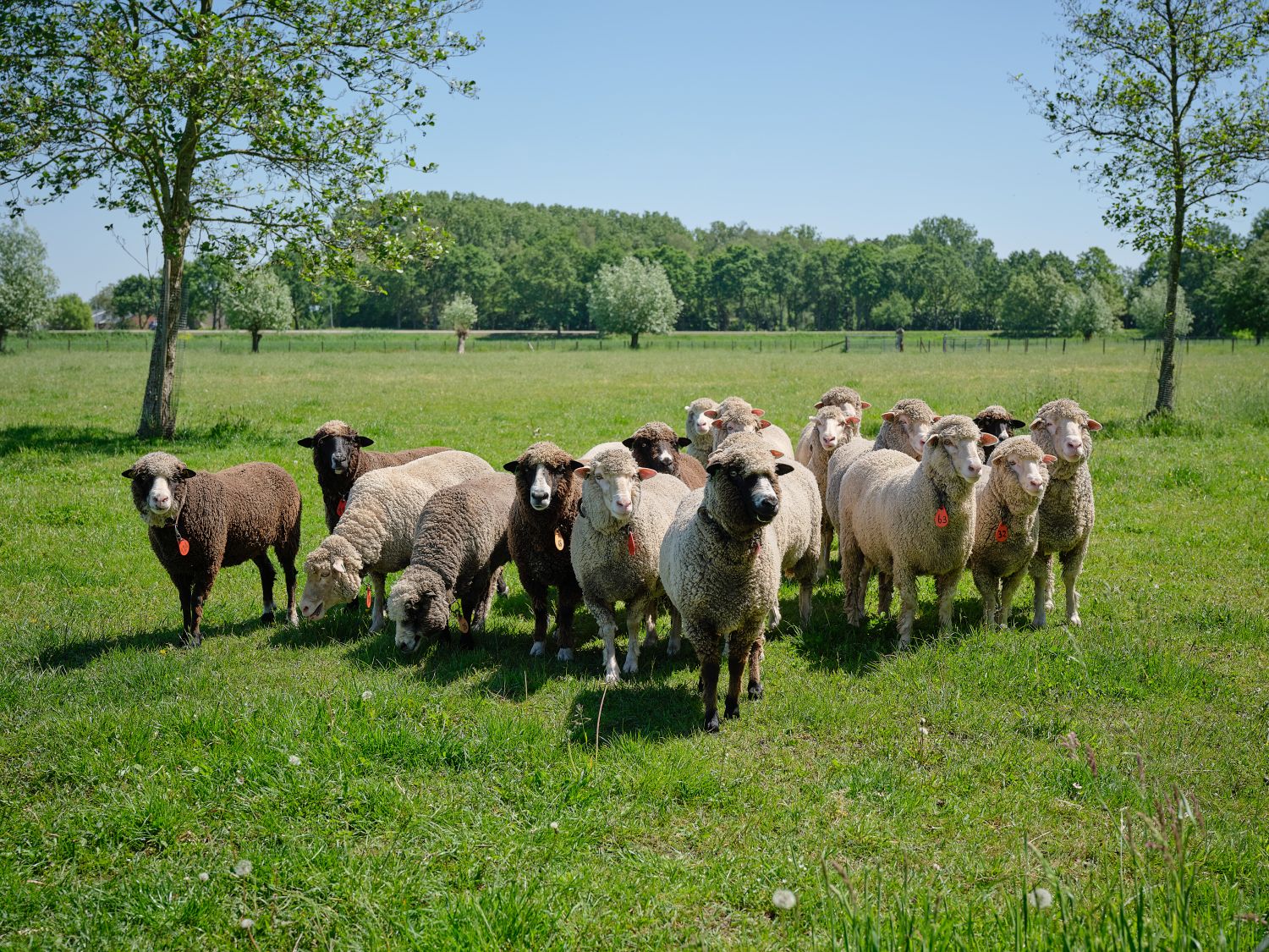 20260522 Wolboerderij BBQ try-out 55