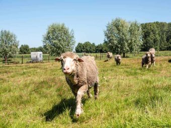 {{brizy_dc_image_alt entityId=