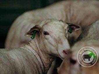 {{brizy_dc_image_alt entityId=