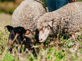 {{brizy_dc_image_alt entityId=