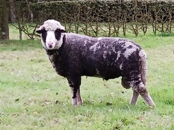 {{brizy_dc_image_alt entityId=