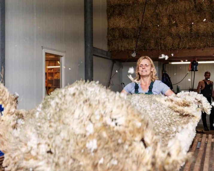 Wolboerderij Blij Bezuiden merinoschapen scheren {{brizy_dc_image_alt imageSrc=