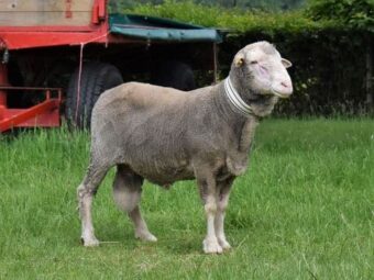 {{brizy_dc_image_alt entityId=