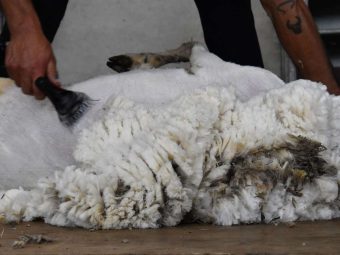 {{brizy_dc_image_alt entityId=