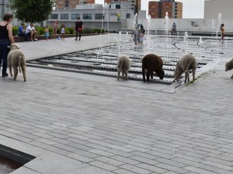 {{brizy_dc_image_alt entityId=