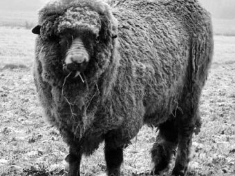 {{brizy_dc_image_alt entityId=