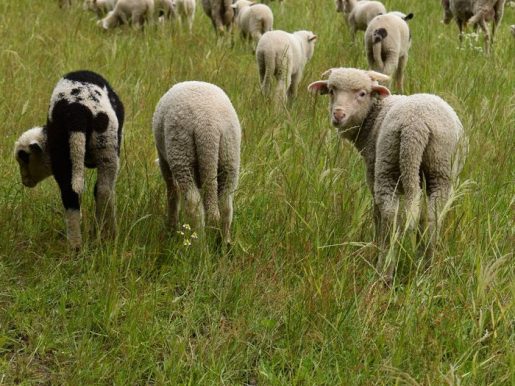 {{brizy_dc_image_alt entityId=