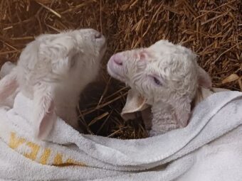 {{brizy_dc_image_alt entityId=