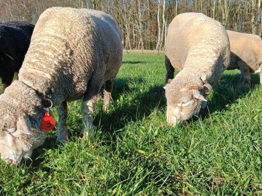 {{brizy_dc_image_alt entityId=